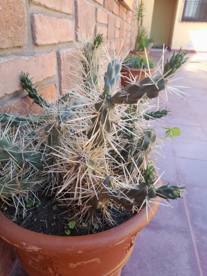 Mamaku Huasi Hotel Cafayate Luaran gambar